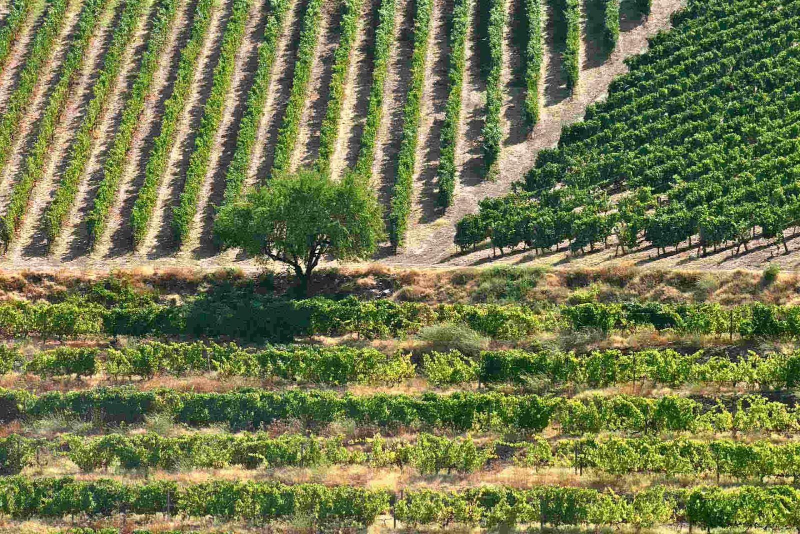 Beauté des vignes au Portugal